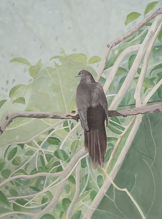 brown cuckoo-dove - Libby Mills Australian Artist, original art